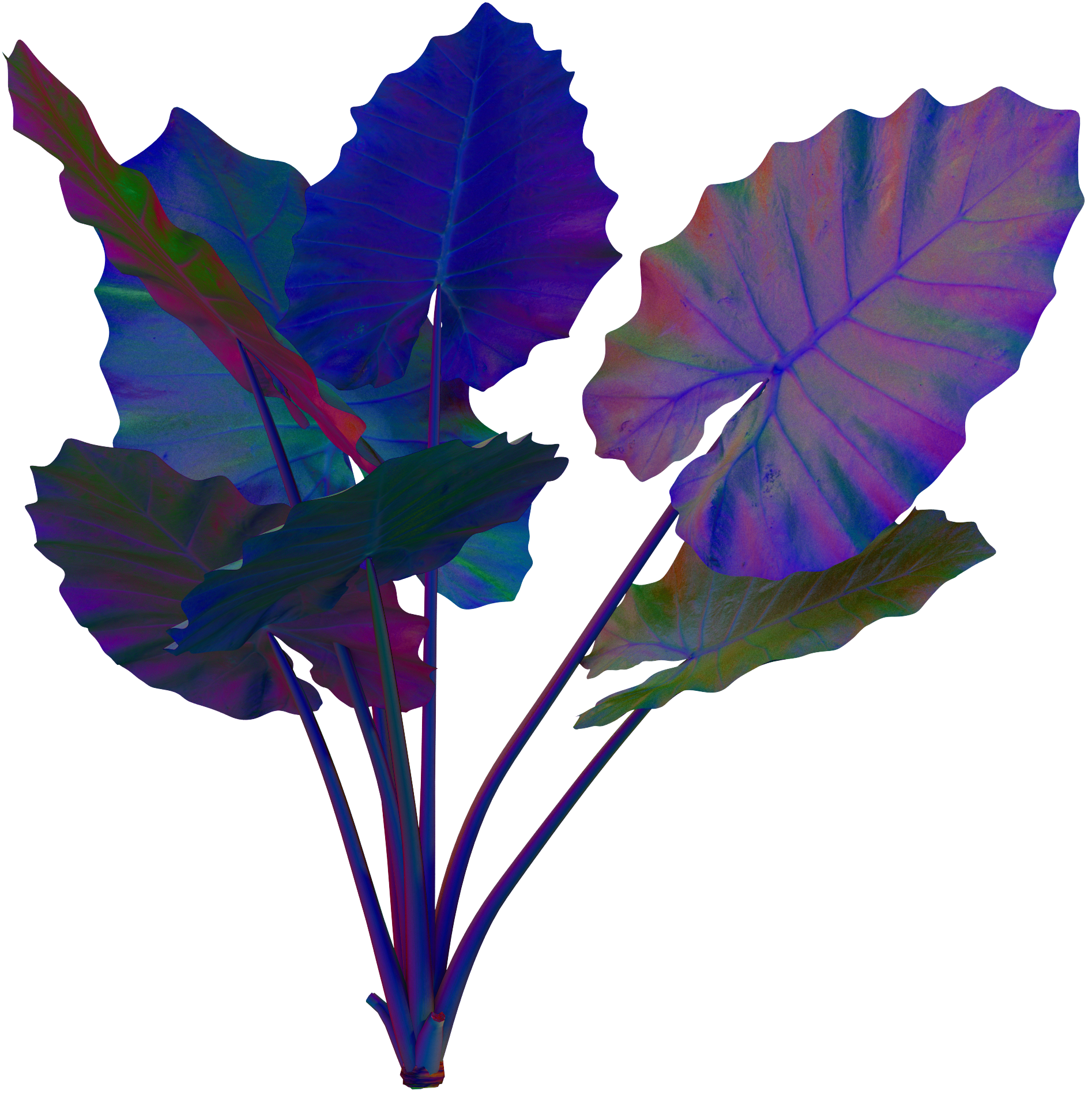 네온 식물 이미지2